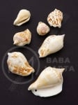 Морски раковини 30~45x15~25x10~2мм отвор 1.5мм 1пак 40гр ~5бр 355524